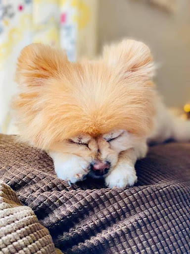 Private Roots Veterinary PLLC image