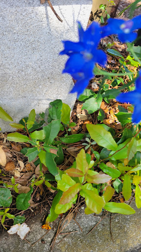 Produce Market «Crossroads Produce», reviews and photos, 10463-10487 S County Rd 39, Lithia, FL 33547, USA