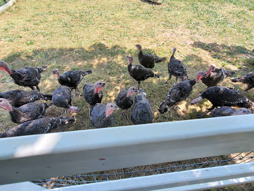 Heritage Museum «The Amish Farm and House», reviews and photos, 2395 Covered Bridge Dr, Lancaster, PA 17602, USA