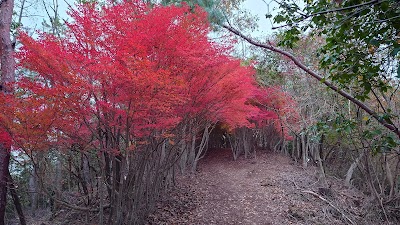 満天星つつじトンネル