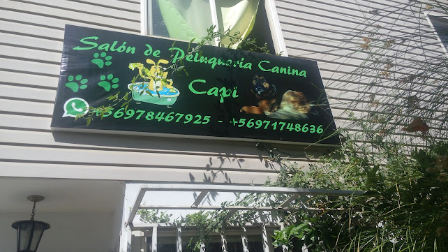 Peluqueria canina Capi - Maipú