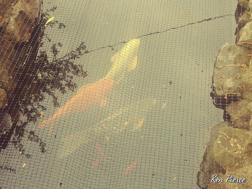 Pet Supply Store «Copper Creek Mercantile», reviews and photos, 4415 River Rd N, Keizer, OR 97303, USA