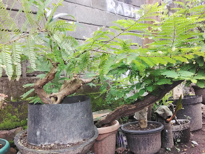 Nata Bonsai