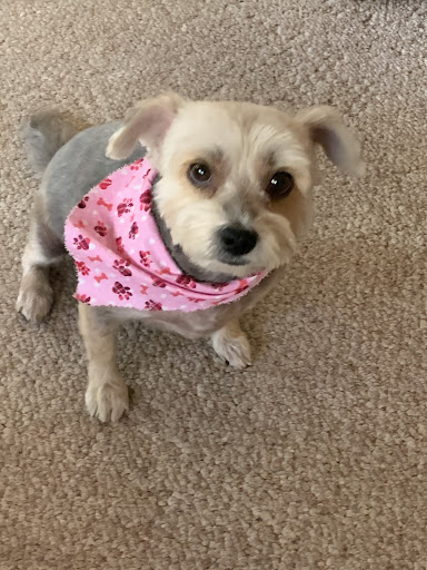 Pet Supply Store «PetSmart», reviews and photos, 2800 TX-121, Euless, TX 76039, USA