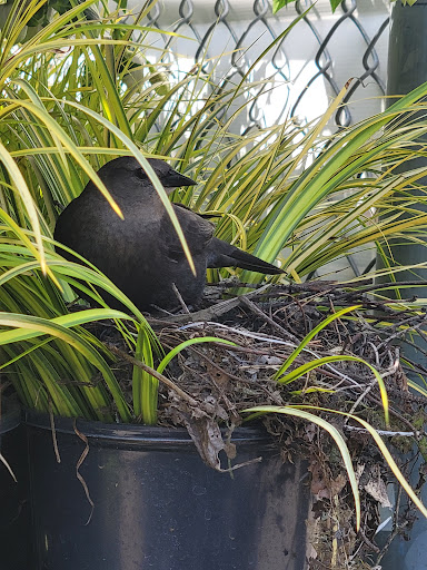 Discount Store «Walmart», reviews and photos, 2295 Gable Rd, St Helens, OR 97051, USA