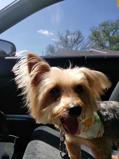 Pet Store «Oak Clips Pet Boutique & Grooming», reviews and photos, 502 N Edgefield Ave, Dallas, TX 75208, USA