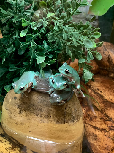 Pet Store «Exotic Pets», reviews and photos, 2410 N Decatur Blvd #160, Las Vegas, NV 89108, USA