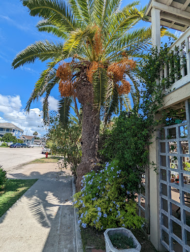 Cafe «Mosquito Cafe», reviews and photos, 628 14th St, Galveston, TX 77550, USA