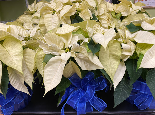 Florist «Bangor Floral», reviews and photos, 96 Center St, Bangor, ME 04401, USA