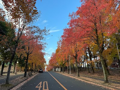 三色彩道