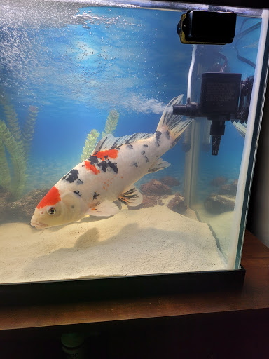 Pet Store «Pet Source 1901», reviews and photos, 1901 W 8th St B, Los Angeles, CA 90057, USA