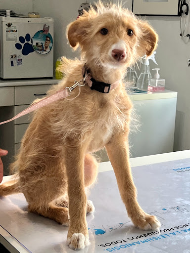 Clínica Veterinaria Santa Olalla en Alicante