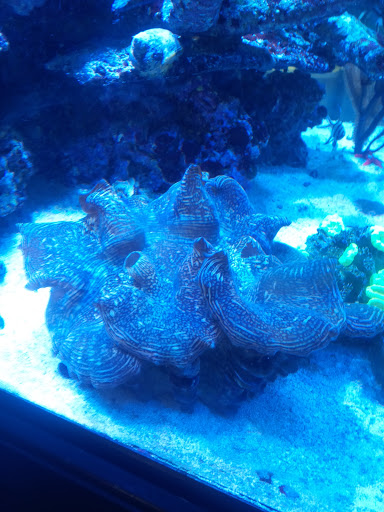 Tropical Fish Store «Quantum Reefs», reviews and photos, 7025 Brookfield Plaza, Springfield, VA 22150, USA