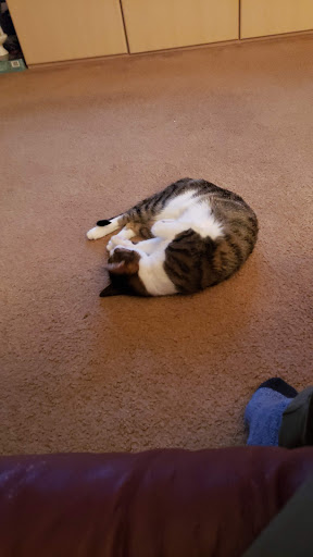 Pet Supply Store «PetSmart», reviews and photos, 156 Old Little Britain Rd, Newburgh, NY 12550, USA