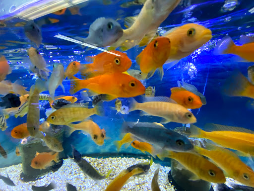 Tropical Fish Store «Lovely Pets Aquarium Store», reviews and photos, 69 Parkingway, Quincy, MA 02169, USA