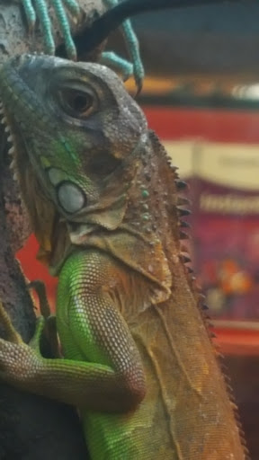 Pet Supply Store «Petco Animal Supplies», reviews and photos, 4167 Cheshire Station Plaza, Dale City, VA 22193, USA