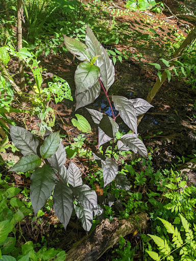 Park «Sanlando Park», reviews and photos, 401 W Highland St, Altamonte Springs, FL 32714, USA