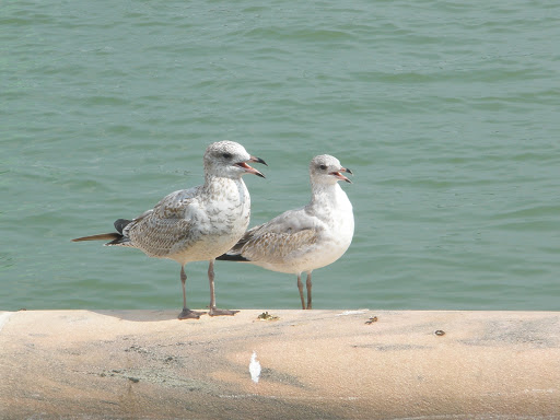 Fountain «Buckingham Fountain», reviews and photos, 301 S Columbus Dr, Chicago, IL 60605, USA