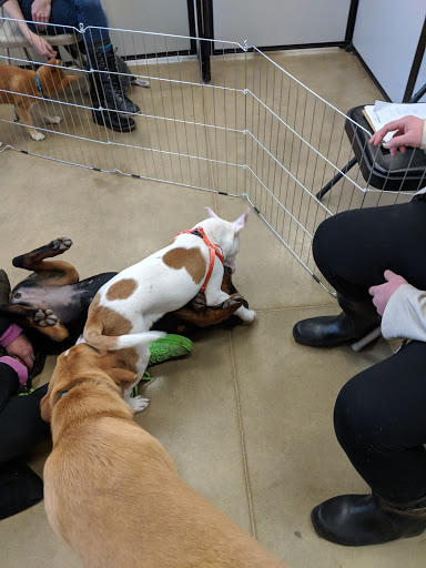 Pet Supply Store «Petco Animal Supplies», reviews and photos, 28400 Dequindre Rd, Warren, MI 48092, USA