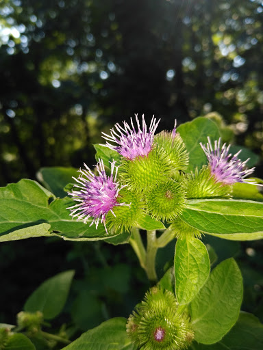 Park «Seton Falls Park», reviews and photos, E 233rd St, Bronx, NY 10466, USA