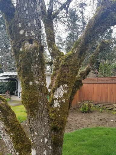 Park «Evelyn M. Schiffler Memorial Park», reviews and photos, SW Erickson Ave, Beaverton, OR 97005, USA