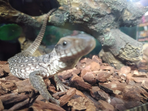 Pet Supply Store «Pet Station Jackson», reviews and photos, 1617 E Michigan Ave, Jackson, MI 49202, USA