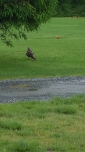 Golf Course «William F. Larkin Golf Course at Colonial Terrace», reviews and photos, 1003 Wickapecko Dr, Ocean Township, NJ 07712, USA