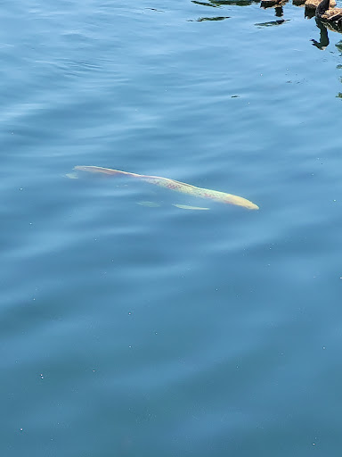 Park «Tuscora Park», reviews and photos, 161 Tuscora Ave NW, New Philadelphia, OH 44663, USA