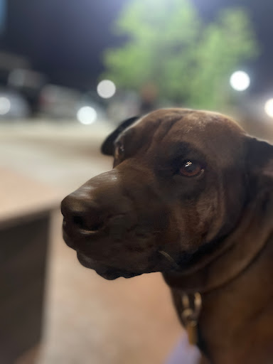 Pet Supply Store «Petco Animal Supplies», reviews and photos, 5994 Montana Ave, El Paso, TX 79925, USA