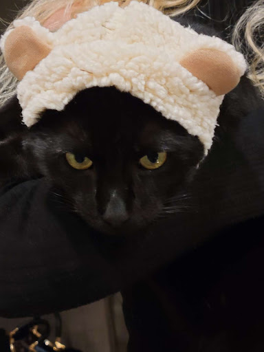 Animal Shelter «Oregon Humane Society», reviews and photos