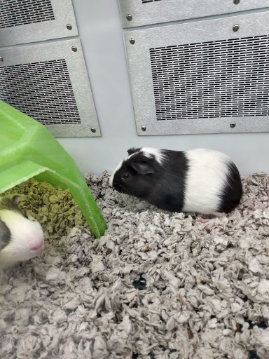 Pet Supply Store «Petco Animal Supplies», reviews and photos, 12014 SW 88th St, Miami, FL 33186, USA