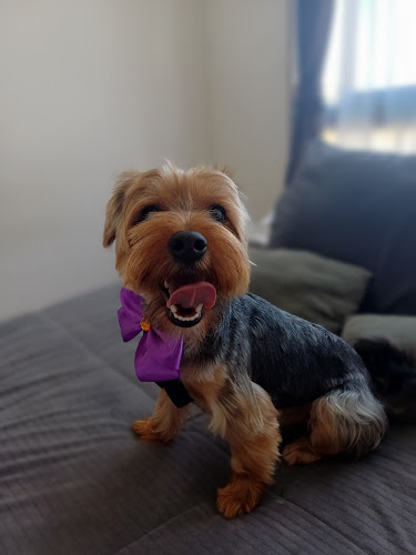 Horarios de Peluquería Canina y Felina Garras y Patitas