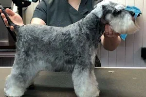 Cwtsh Cuts Dog and Cat Grooming image