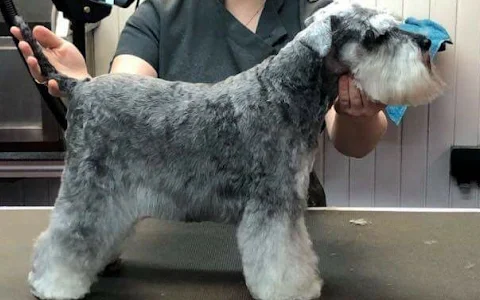 Cwtsh Cuts Dog and Cat Grooming image