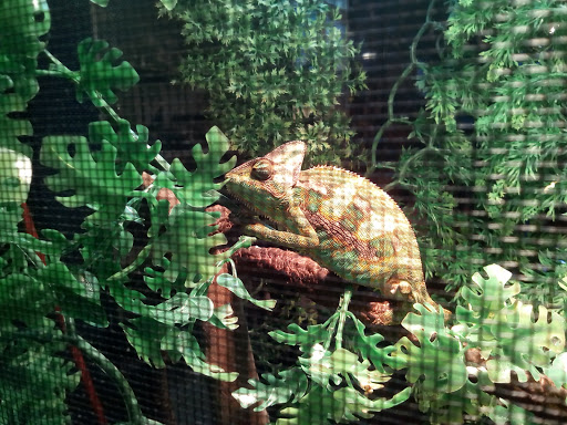 Pet Store «Pet Kingdom», reviews and photos, 4650 S Cleveland Ave, Fort Myers, FL 33907, USA