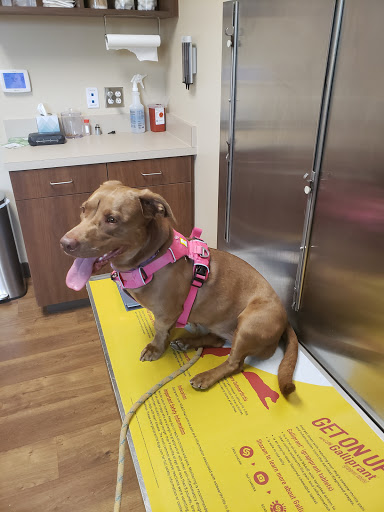 Animal Hospital «Animal Medical Corpus Christi», reviews and photos, 6822 Everhart Rd, Corpus Christi, TX 78413, USA