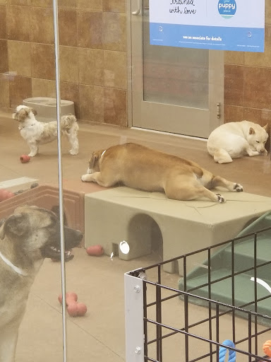 Pet Supply Store «PetSmart», reviews and photos, 114 Commerce Way, Woburn, MA 01801, USA