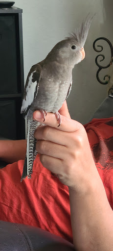 Pet Store «Louis Birds Pets & Supplies», reviews and photos, 80 Keyes St, San Jose, CA 95122, USA