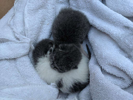 Animal Shelter «One of A Kind Pet Rescue», reviews and photos, 1929 W Market St, Akron, OH 44313, USA