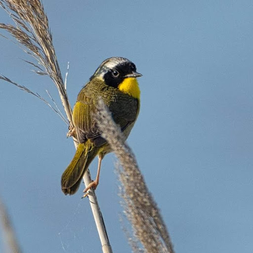  «Ocean City Welcome Center», reviews and photos, 300 W 9th St, Ocean City, NJ 08226, USA