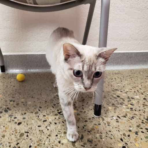 Placer County Animal Services Center image