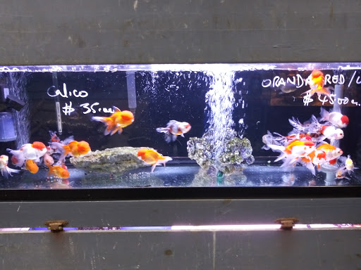 Tropical Fish Store «Xtreme Fish & Pets», reviews and photos, 11415 Bellaire Blvd # A, Houston, TX 77072, USA