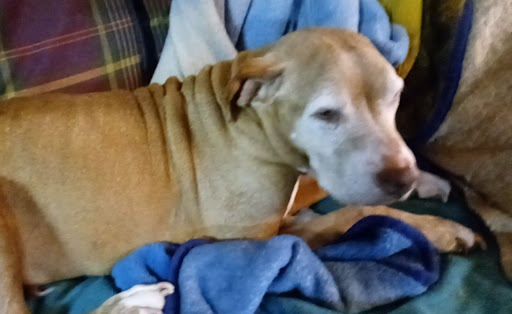 Pet Supply Store «Pet Supplies Plus», reviews and photos, 5708 State St, Saginaw, MI 48603, USA