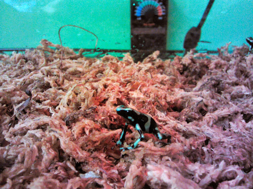 Pet Store «Petfection Exotic Pet Specialist», reviews and photos, 2989 PA-611 Suite 102, Tannersville, PA 18372, USA