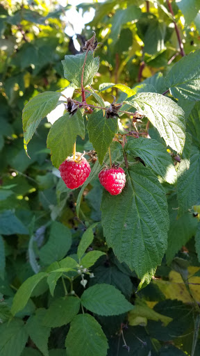 Orchard «Applecrest Farm Orchards», reviews and photos, 133 Exeter Rd, Hampton Falls, NH 03844, USA