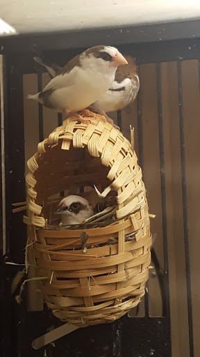 Pet Supply Store «PetSmart», reviews and photos, 1300 John F Kennedy Rd, Dubuque, IA 52002, USA