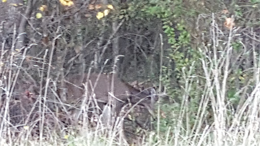 Golf Course «Forest Park Golf Course», reviews and photos, 2900 Hillsdale Rd, Baltimore, MD 21207, USA