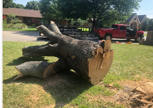 South Baltimore Tree Service And Lawn Service 3