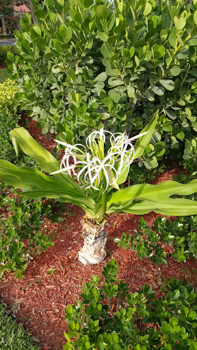 Shopping Mall «Promenade Shopping Plaza», reviews and photos, 9840 FL A1AAlt, Palm Beach Gardens, FL 33410, USA