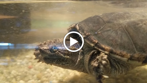 Tropical Fish Store «Jurassic Aquatics & Pets», reviews and photos, 1413 Golden Gate Blvd E, Cleveland, OH 44124, USA